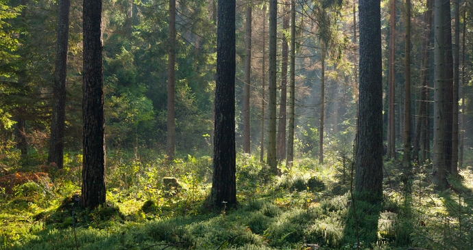 Wieniec-Zdrój las sosnowy